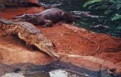 Frischwasserkrokodil (freshy) Frischwasserkrokodil (freshy)